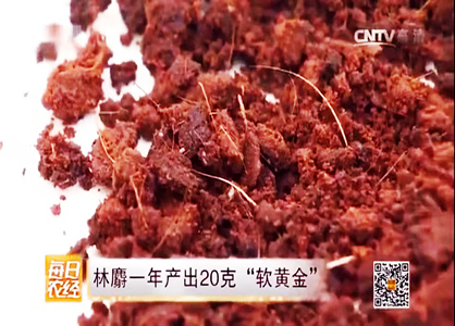 農(nóng)民養(yǎng)殖林麝，一年產(chǎn)值過百萬(wàn)